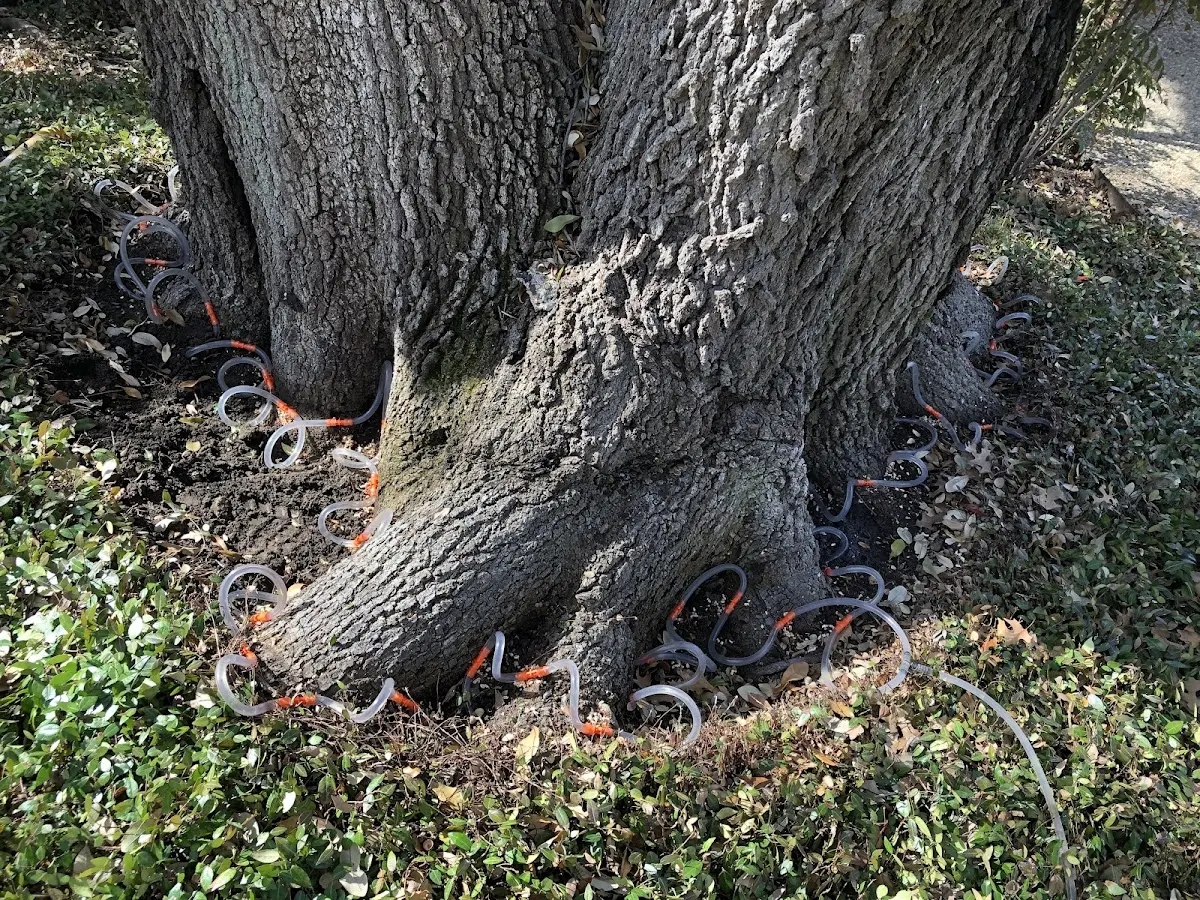 Detailed Tree Cabling and Bracing job site in Seligman